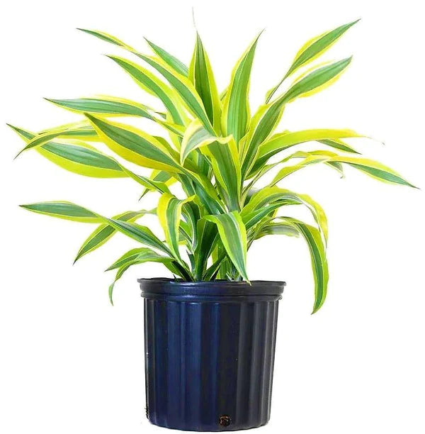 Dracaena Lemon Lime Mini