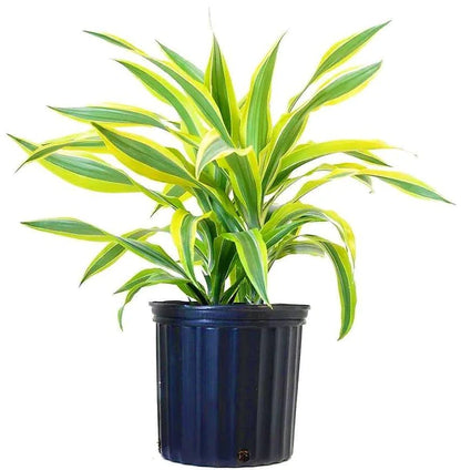 Dracaena Lemon Lime Mini