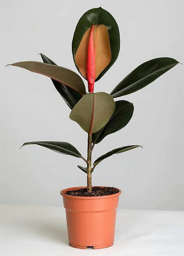 Ficus elastic Abidjan, Rubber Plant