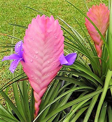 Pink Quill Tillandsia Cyanea