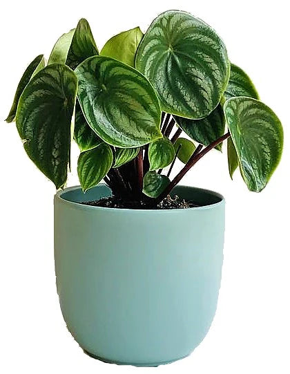 Watermelon Peperomia, Peperomia Argyreia