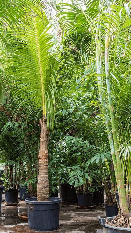 Coconut Palm, Cocos Nucifera