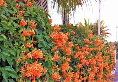 Campsis Radicans, Trumpet Vine