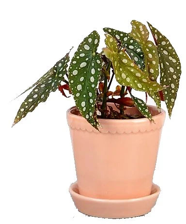 Polka Dot begonia, Begonia Maculata