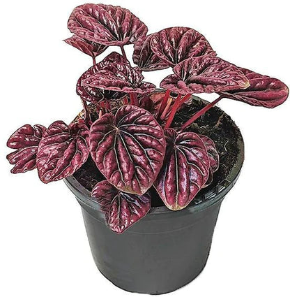 Peperomia Red Luna