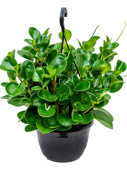 Baby Rubber, Pepper face, Peperomia Obtusifolia