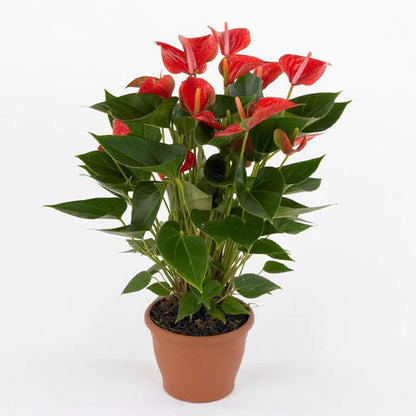 The Flamingo Flower, Anthurium, Andreanum