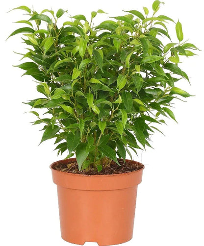 Ficus Benjamina, Kinky