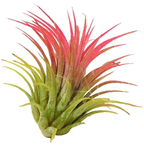 Tillandsia Lonantha Red Clumb