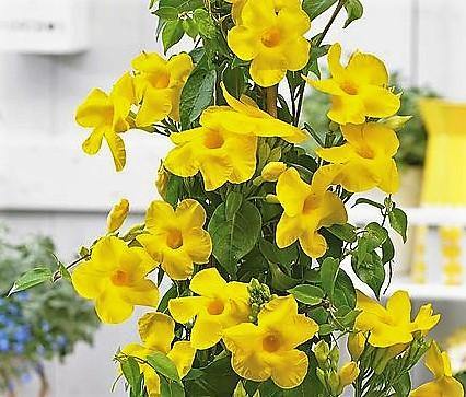 Yellow Bell Climber, Mandevilla Splendens