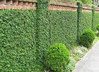 Climbing Fig, Ficus Pumila