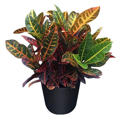 Codiaeum Variegatum , Croton (Indoor)