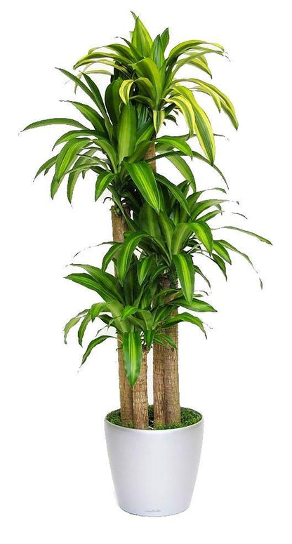 Dracaena Fragrans, Massangeana