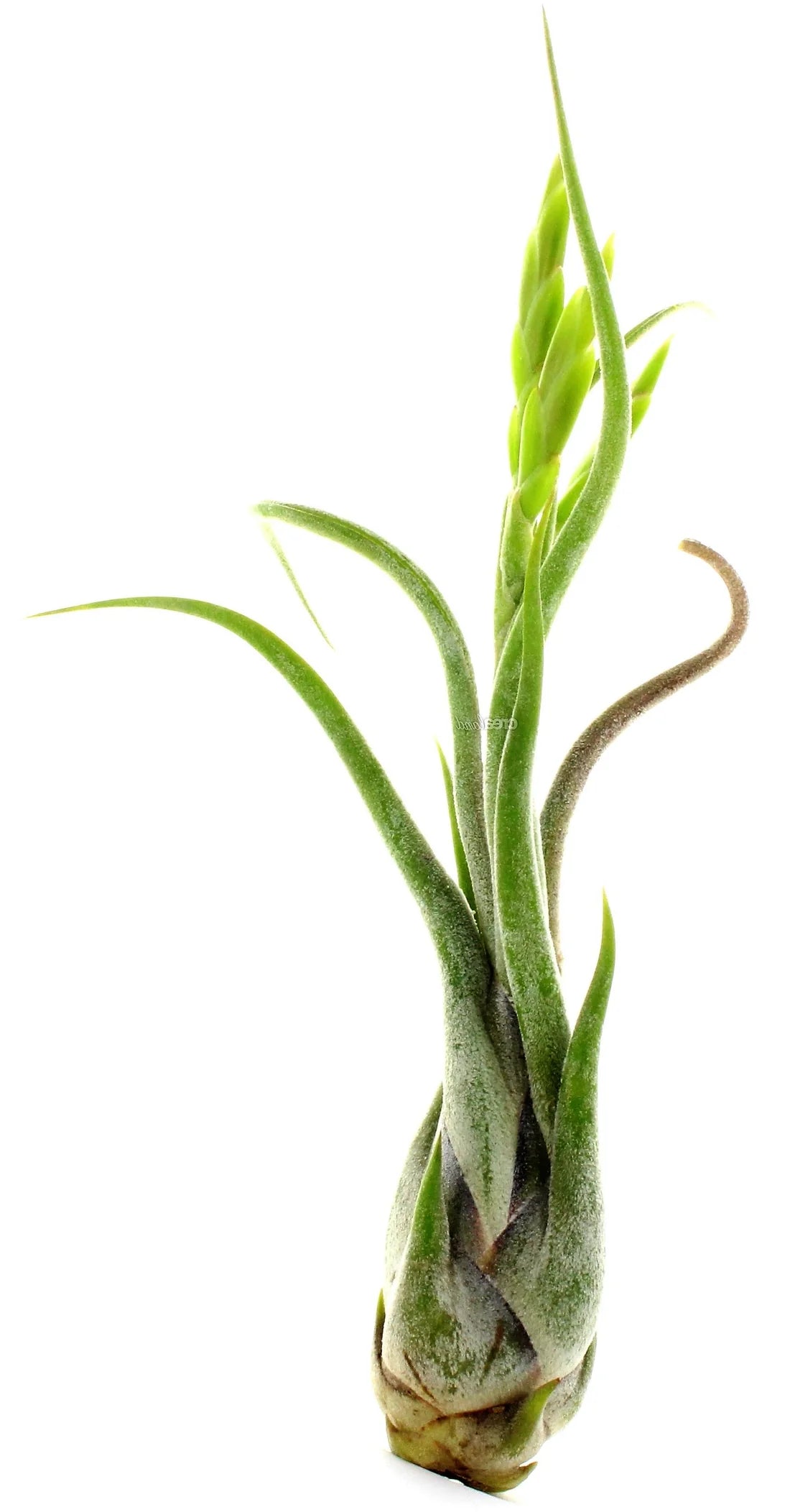 Tillandsia Caput-Medusae