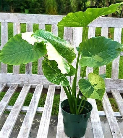 Alocasia Gageana, Elephant Ear, Alocasia California