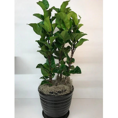 Ficus Lyrata, Fiddle Leaf Fig