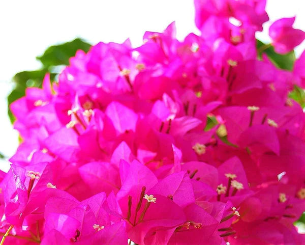 Bougainvillea Spectabilis Pink