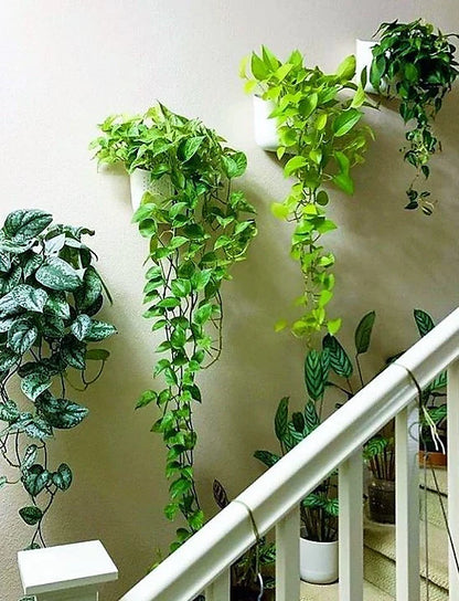 Money Plant, Epipremnum Aureum, Hanging