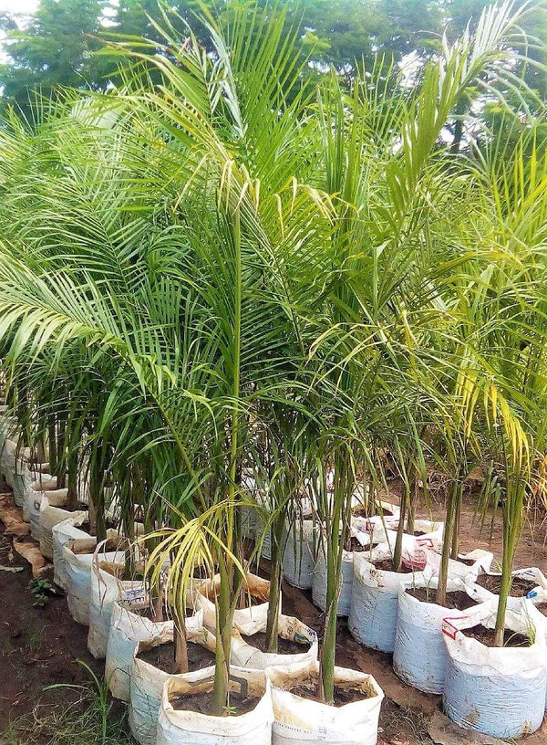 Royal Palm, Roystonia Regia