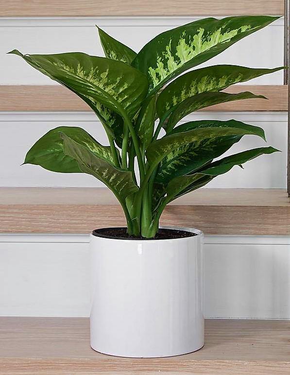 Dieffenbachia Seguine, Tropic Snow