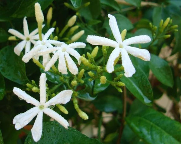 Jasminum Grandiflora, Grandiflorum, Jasmine Climber