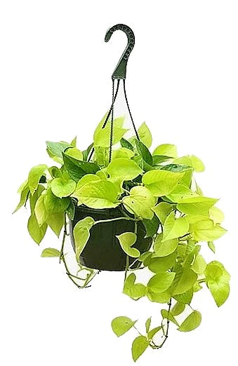 Neon Pothos