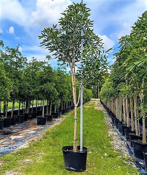 Trumpet Tree, Tabebuia pentaphylla, Tabebuia Rosea