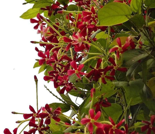 Rangoon Creeper , Quisqualis Indica, Red Jasmine