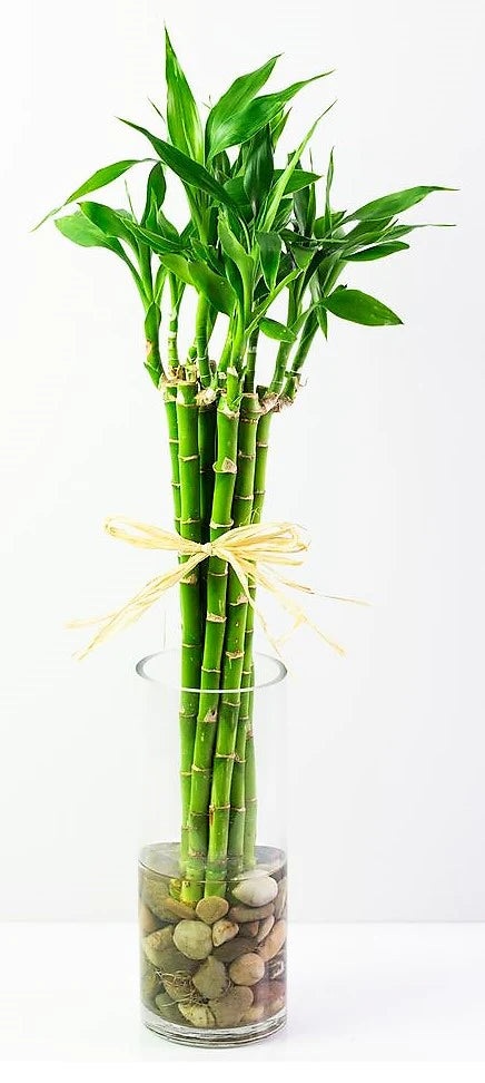 Lucky Bamboo, Dracaena Sanderiana