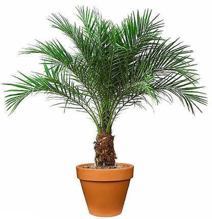 Phoenix Roebelenii, Miniature Date Palm, Dwarf Pygmy Date palm