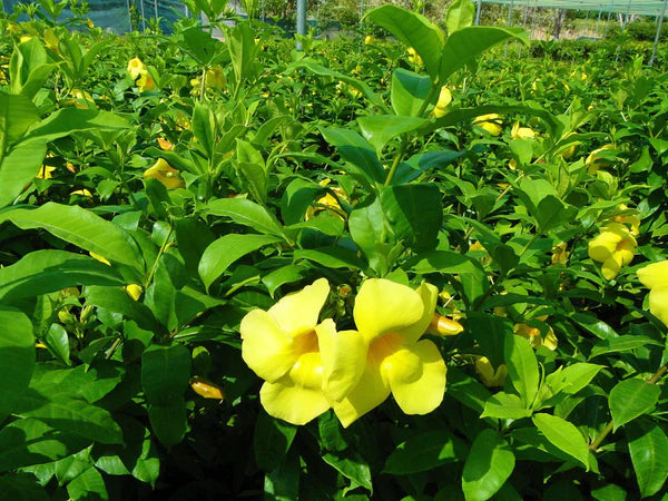 Allamanda Cathartica, Golden Trumpet