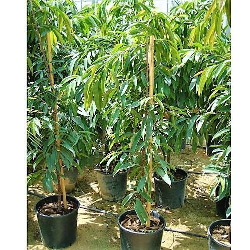 Ficus Amstel Queen Cone