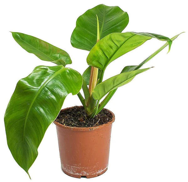 Philodendron Imperial Green