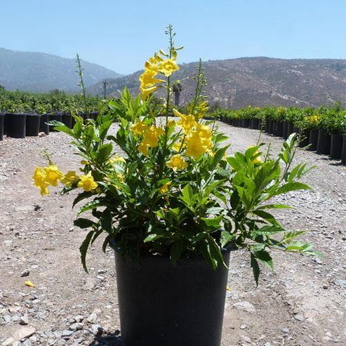 Yellow Bells, Tecoma Stans