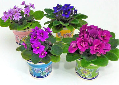 African Violets, Saintpaulia