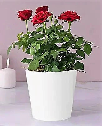 Rose Plant Indoor