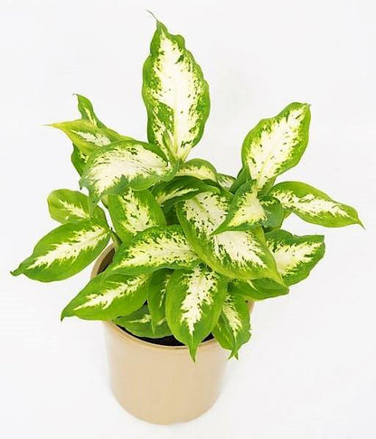 Dieffenbachia, Compacta, Dumb Cane, Leopard Lilly