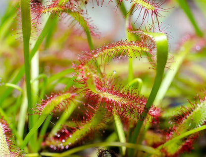 Drosera capensis or Cape Sundew