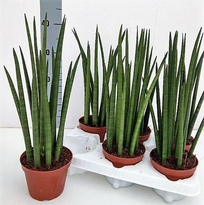 African spear , Sansevieria Cylindrica