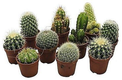 Cactus Mix