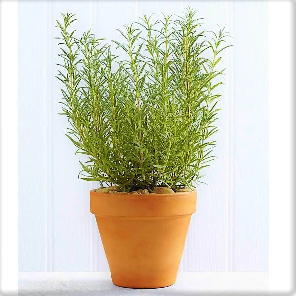 Rosmarinus Officialis, Rosemary Herb Outdoor