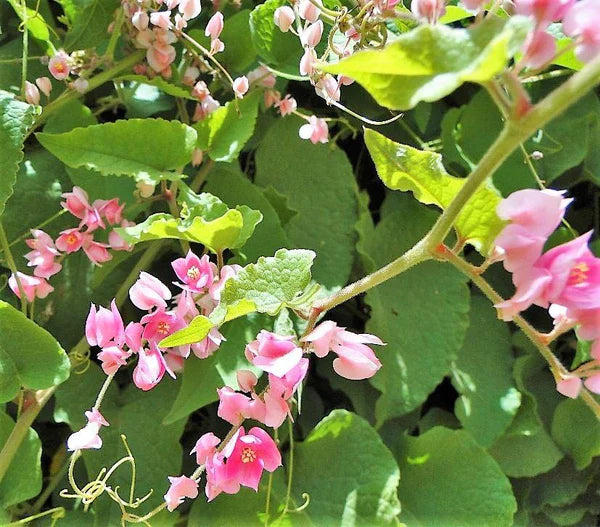 Antigonon Leptopus, Coral vine, Mexican Creeper