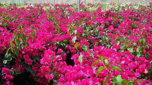 Great Bougainvillea, Bougainvillea Spectabilis