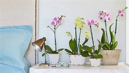 Moth Orchids, Phalaenopsis orchids