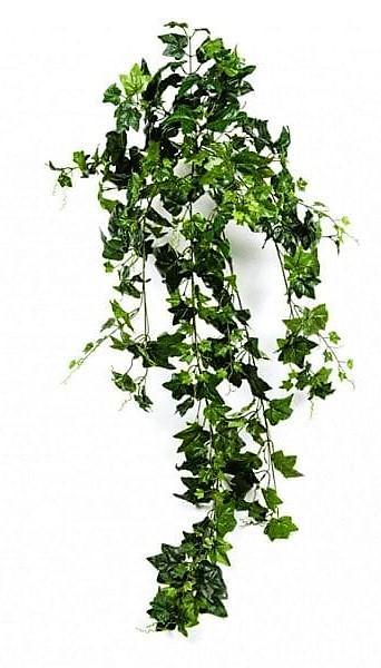 Hedera helix, English Ivy