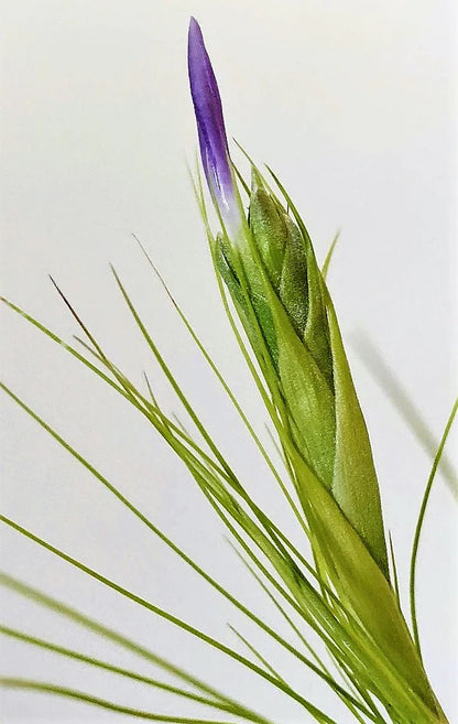 Tillandsia Juncifolia