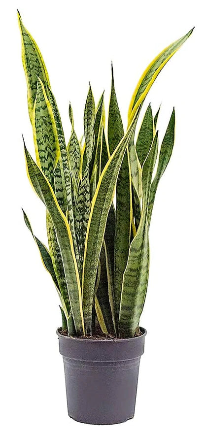 Snake Plant, Sansevieria Trifasciata, Laurentii, indoor