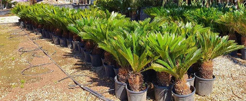 Cycas Revoluta, Sago Palm , Palm Fern, indoor