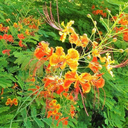 Caesalpinia pulcherrima, Peacock Flower