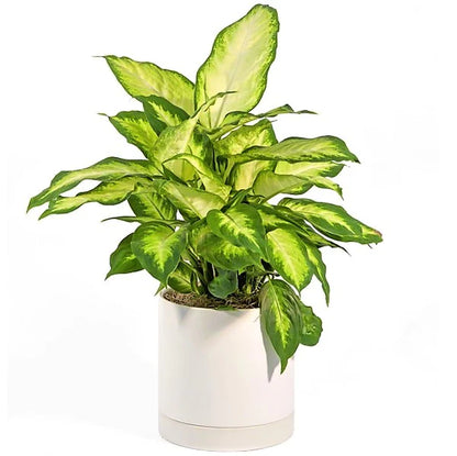 Dieffenbachia, Camilla ,Camellia ,Dumb Cane Plant